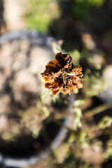 A marigold early bud in a plant.(6/7)