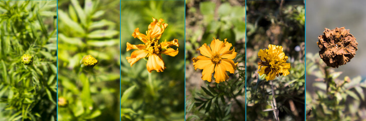 Life of a marigold flower from start to end.
