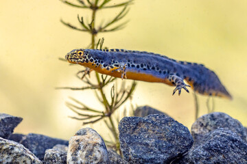 Alpine newt aquatic animal swimming in freshwater habitat
