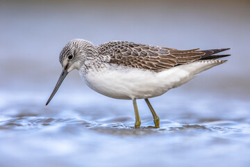 Obraz premium Common greenshank walking in shallow coastal water of Waddensea.