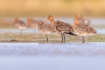 Group of Black Tailed Godwit with Bright Background