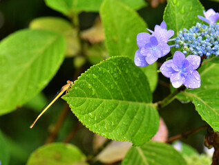 雨上がりのアジサイの花びらの近くにイトトンボがひっそり隠れている