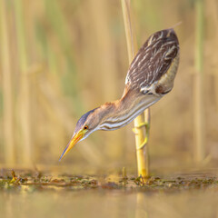Little Bittern perched in reed