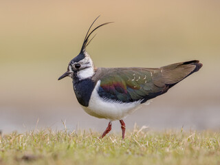 Northern Lapwing Display Behaviour