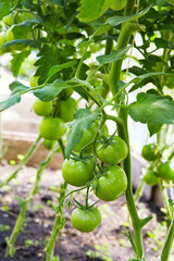 Young green tomatoes growth in greenhouse. Healthy organic food and agriculture concept. Vertical orientation