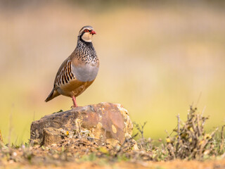 Red Legged Partridge Standing Guard