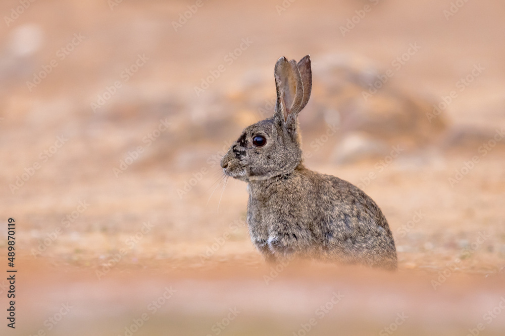 Canvas Prints Wild European Rabbit sitting and looking