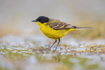 Western Yellow Wagtail bird foraging in lake