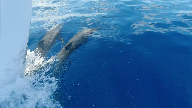 dolphins swimming with a boat in the indian ocean