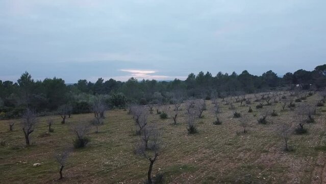 Aerial views forest in Spain