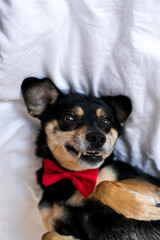 Portrait of black mongrel in a red bow tie is lying on a white bed. A black pinscher dog is lying in the bedding. Sweet dog in white interior. Sweet small dog in a white bed. 