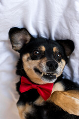 Portrait of black mongrel in a red bow tie is lying on a white bed. A black pinscher dog is lying...
