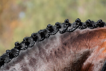 Close up detail of the intertwined braids on the neck of a Spanish horse