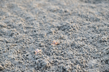 Crabs on a beach