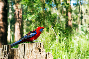 Crimson Rosella parrot sitting on tree stump.