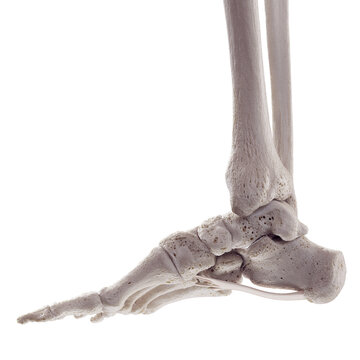 3d rendered medically accurate illustration of the long plantar ligament