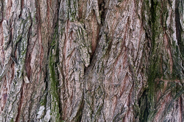 Close-up macro Photo Of old Wood Bark texture