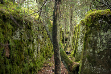 a gallery between the walls of the fortress overgrown with trees and moss