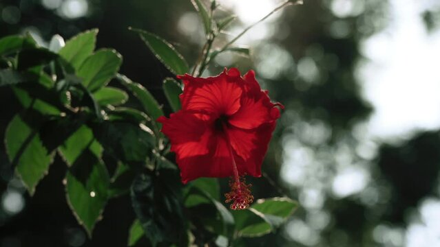 Red Hibiscus Flower Close up, beautiful red flower natural background | red green nature background