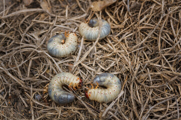 Mountain pine or bark beetle larvae, close up. Parasite destroying trees and furniture.