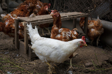 Chicken coop with white and brown hens. Poultry, domestic fowl, countryside life concept.