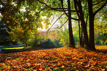Golden autumn fall October in famous Munich relax place - Englishgarten. English garden with fallen leaves and golden sunlight. Munchen, Bavaria, Germany