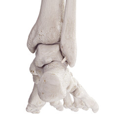 3d rendered medically accurate illustration of the posterior talofibular ligament