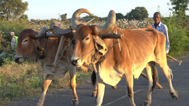 old indian farmer walking with group of cow. Indian brown cow on Road