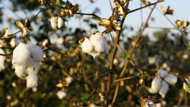 Cotton field view, Close up of high-quality cotton Bush swaying in the wind, ready for harvest, Cotton plantation against the background of sunset