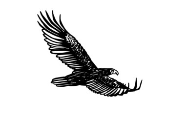 Vector eagle flying ,graphical element of bird on white background