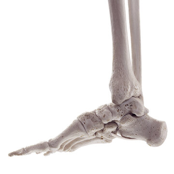 3d rendered medically accurate illustration of the short plantar ligament
