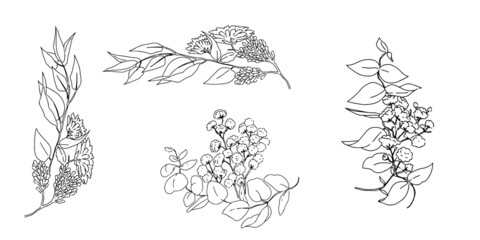 手描き線画のボタニカルな挿絵