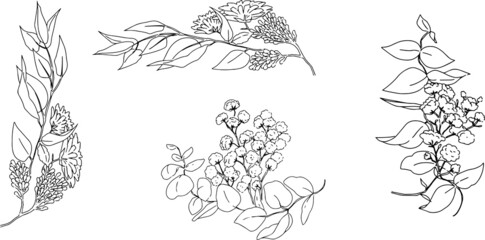 手描き線画のボタニカルな挿絵