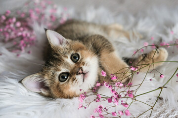 Cute Scottish Straight kitten and pink flowers on a white blanket. 