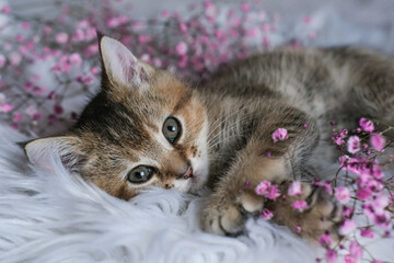 Cute Scottish Straight kitten and pink flowers on a white blanket. Greeting card with women's day,...