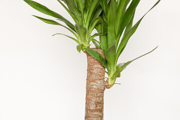 yucca plant leaf hardy plant indoor plant decorative Studio photo

