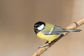 Great tit close up ( Parus major )..