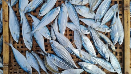 Tuna fish. Sliced sea fish wilts in the open air. Withering fish in the sun. sun-dried jerky fish. indonesian seafood