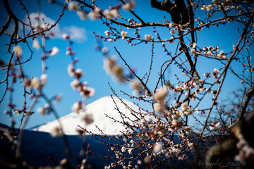 branches of a tree