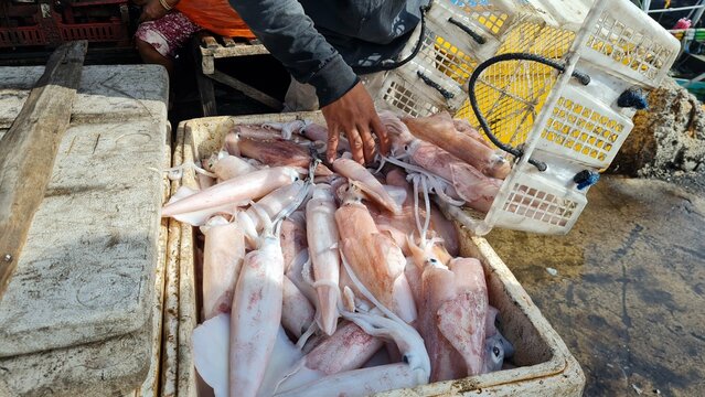 squid isolated on market. squid rings or calmari on fish market