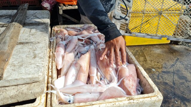 squid isolated on market. squid rings or calmari on fish market