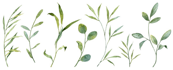 Set of watercolor hand painted green leaves on twigs isolated on white background. Realistic botanical objects. Hand drawn botany plants