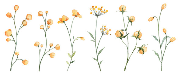 Set with watercolor yellow wild flowers isolated on white background. Hand painted botany. Flower blossom buds