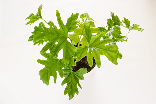 Philodendron Bipinnatifidum o filodendro, que es una opci&oacute;n popular de plantas de interior, ya que filtra el aire y promueve un espacio de vida tranquilo y saludable