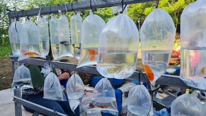 Ornament fish seller in the Parung Ornament fish market in Bogor, Indonesia.