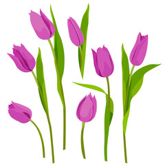 Tulips fuchsia color isolate on white background. For your design postcards. Spring holidays. Spring flowers. Vector image