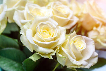 A bouquet of beige roses close-up
