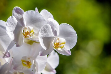 White Orchid branch on green natural background
