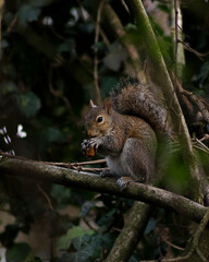 Naklejka na ściany i meble squirrel eating a peanut with relish