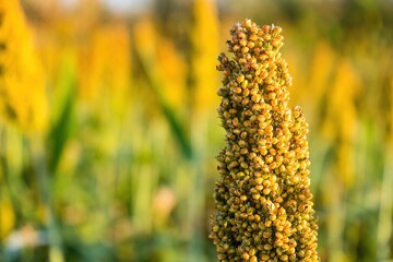 The view is that many sorghum fields that are ripe red are waiting to be harvested